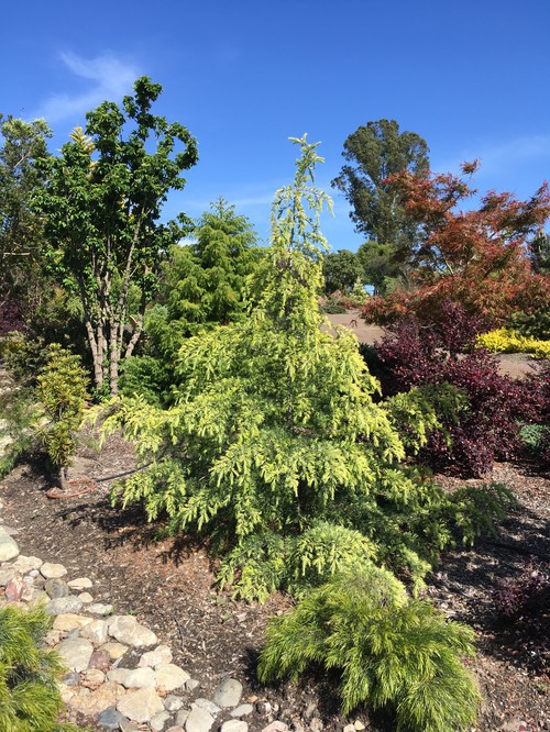 Cedrus deodara 