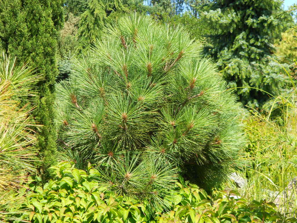 Pinus jeffreyi 