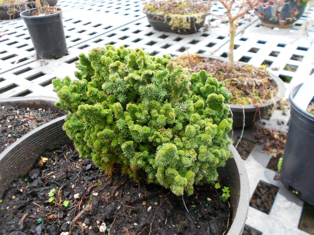 Thuja plicata 