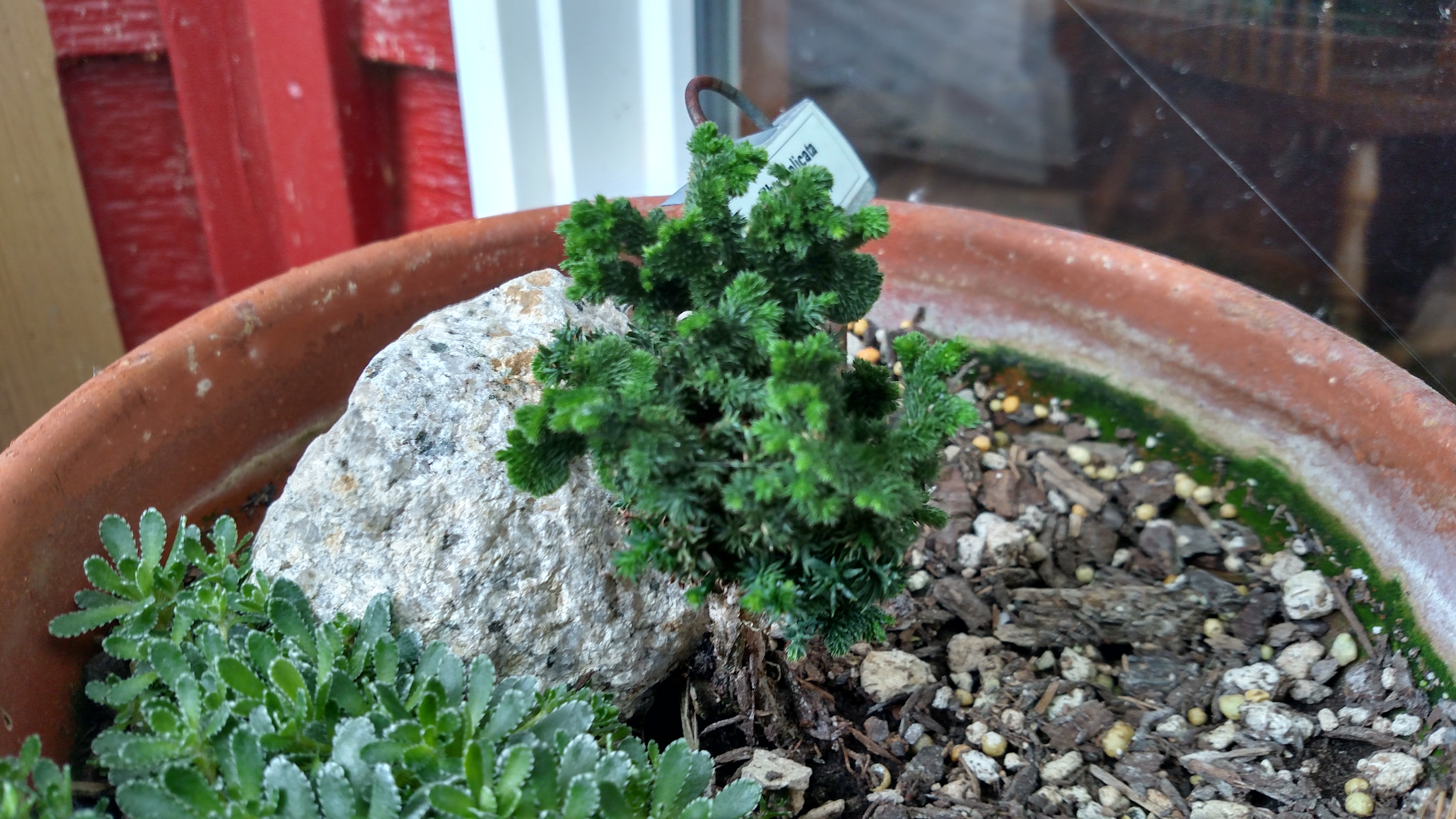 Thuja plicata 