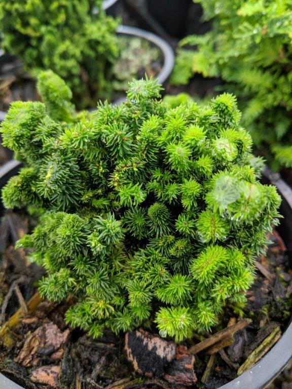 Thuja plicata 