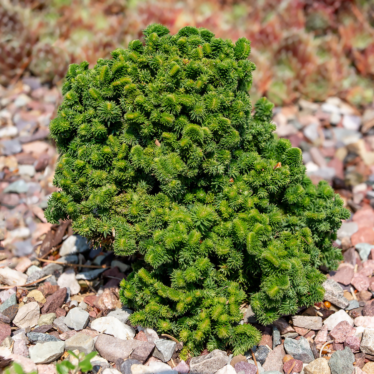 Thuja plicata 