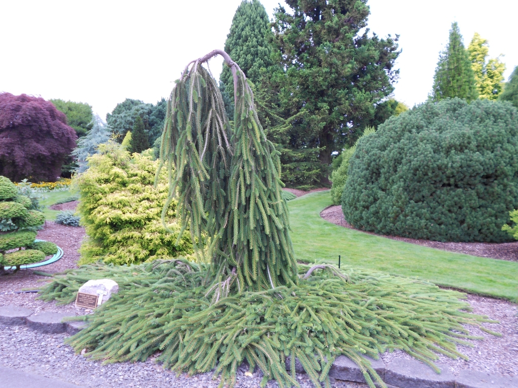Picea abies 
