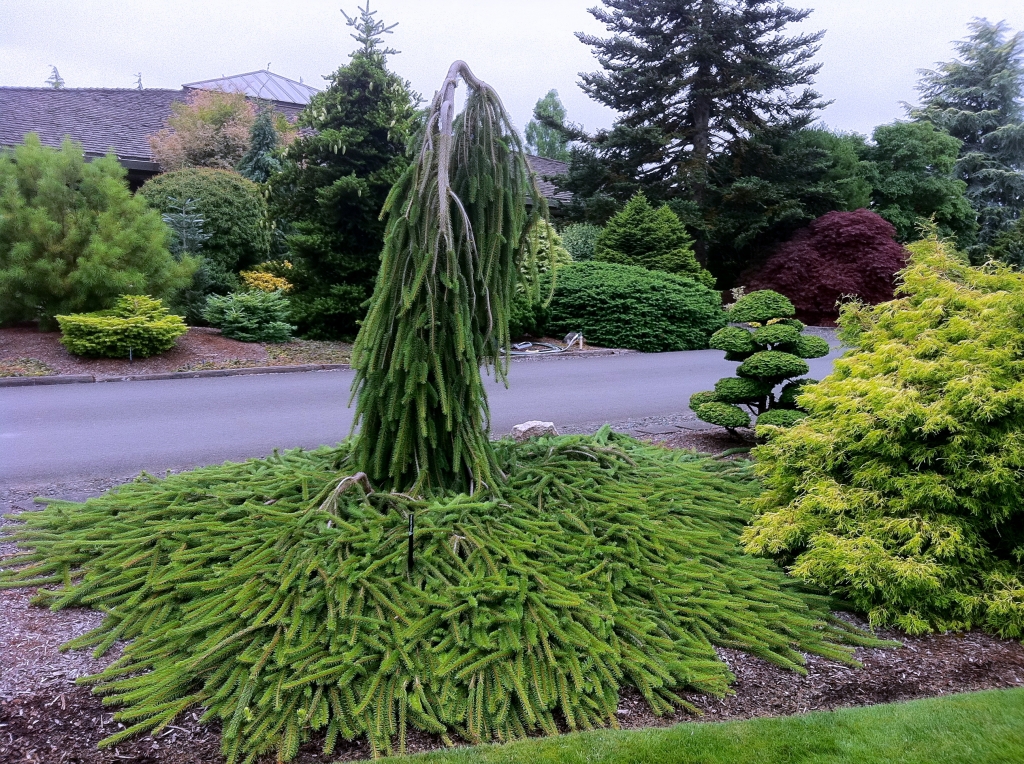 Picea abies 