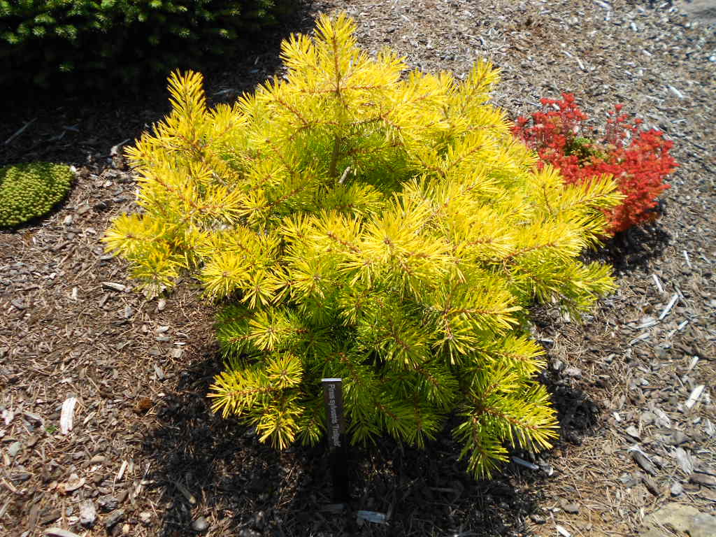 Pinus sylvestris 