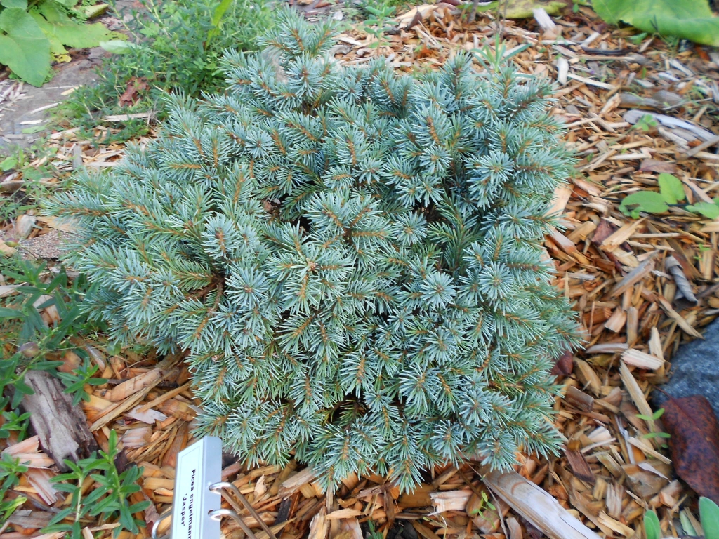 Picea engelmannii 