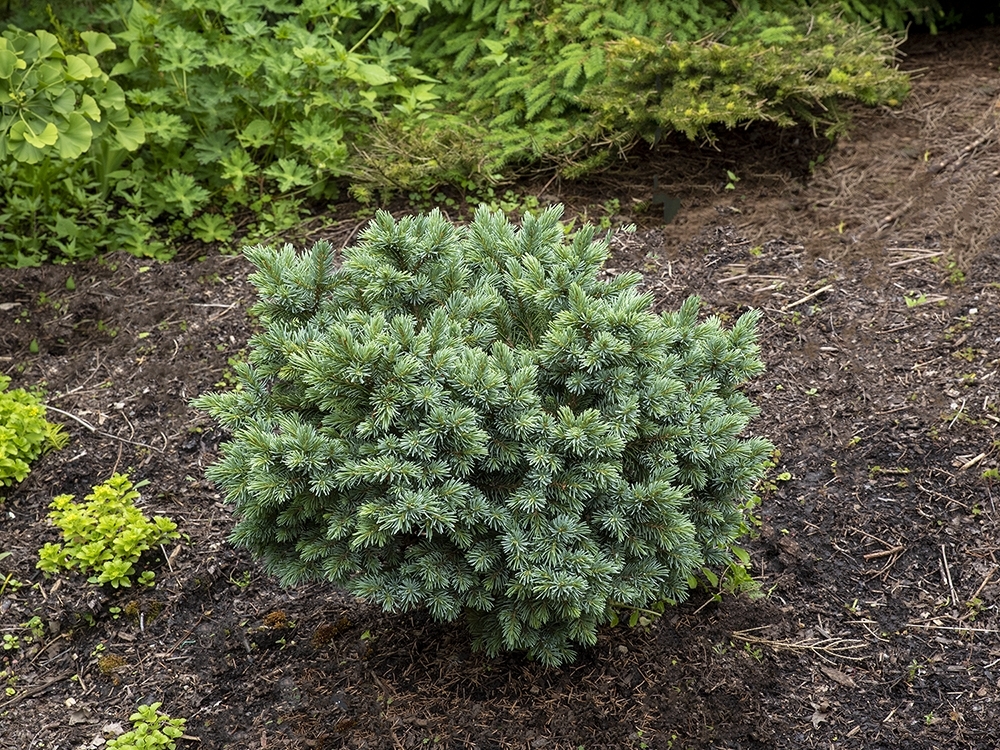 Picea engelmannii 