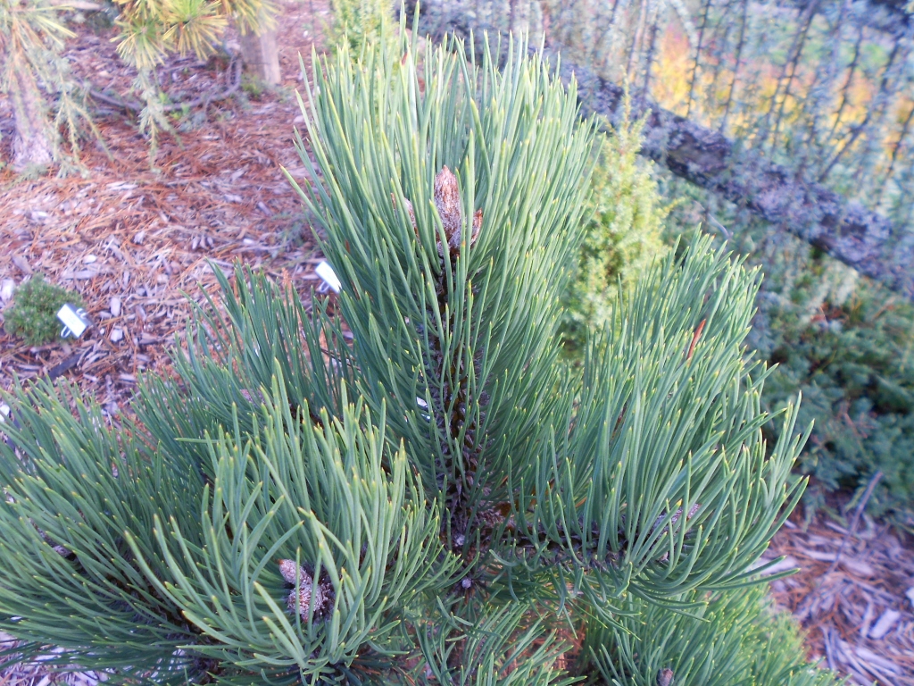 Pinus ponderosa 