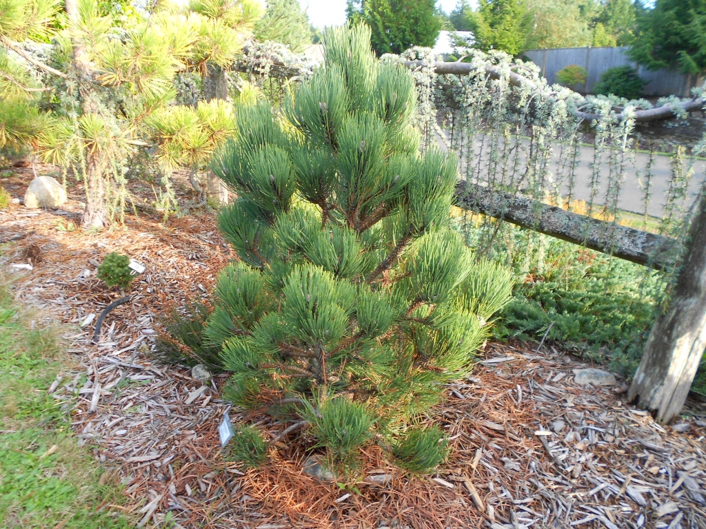 Pinus ponderosa 