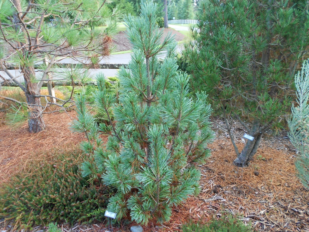 Pinus monticola 