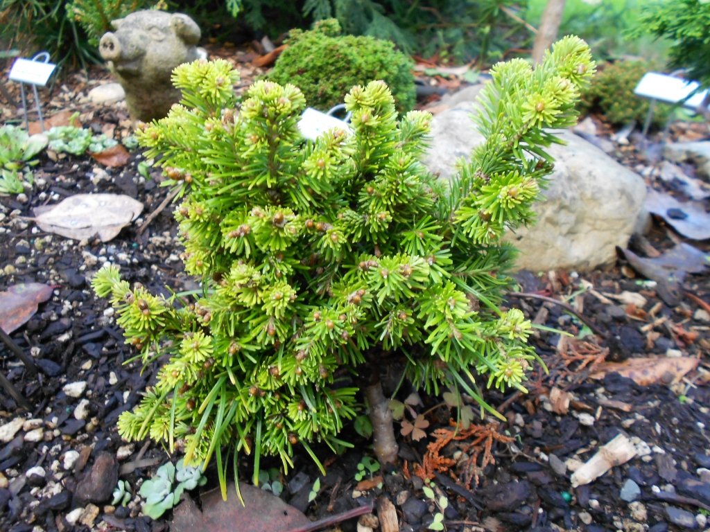Abies sibirica 