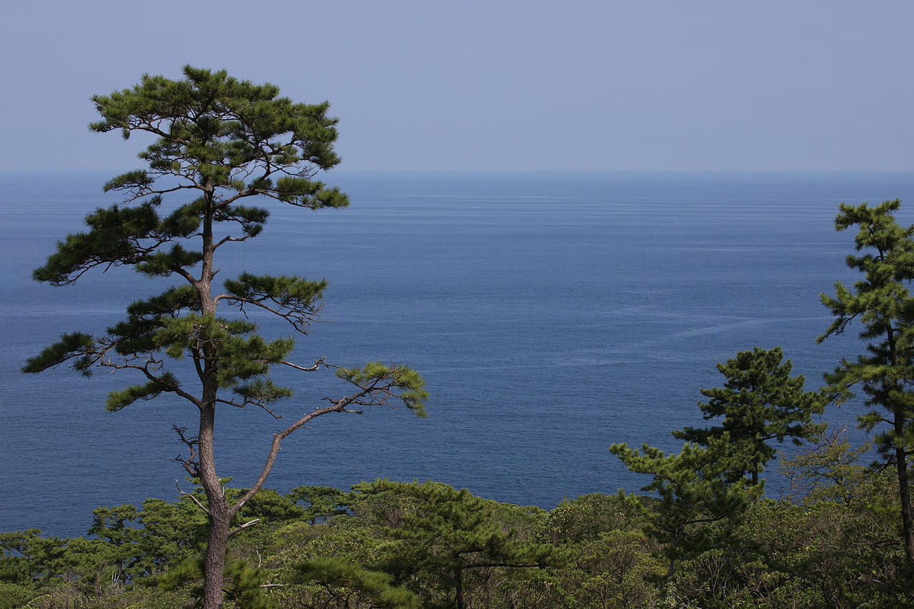 Pinus thunbergii