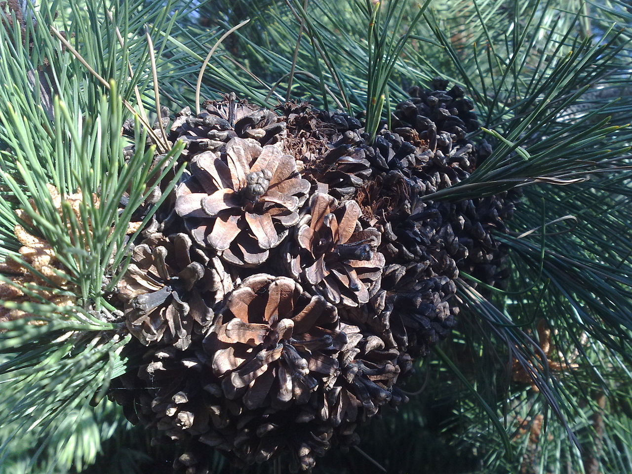 Pinus thunbergii