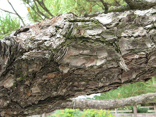 Pinus thunbergii