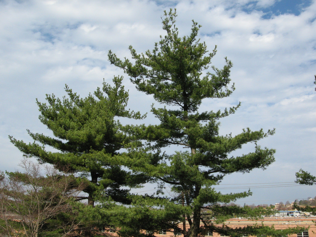 Pinus thunbergii