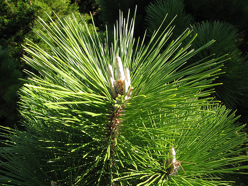 Pinus thunbergii
