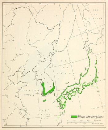 Pinus thunbergii