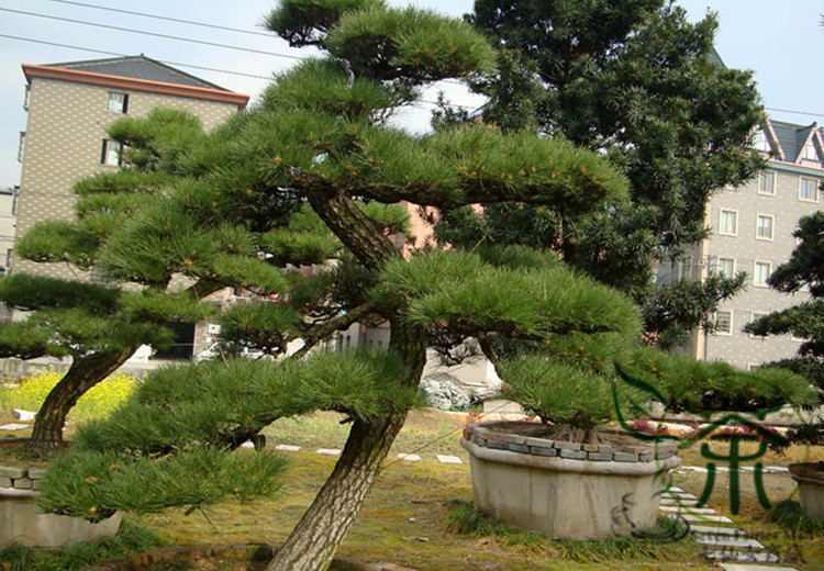 Pinus thunbergii
