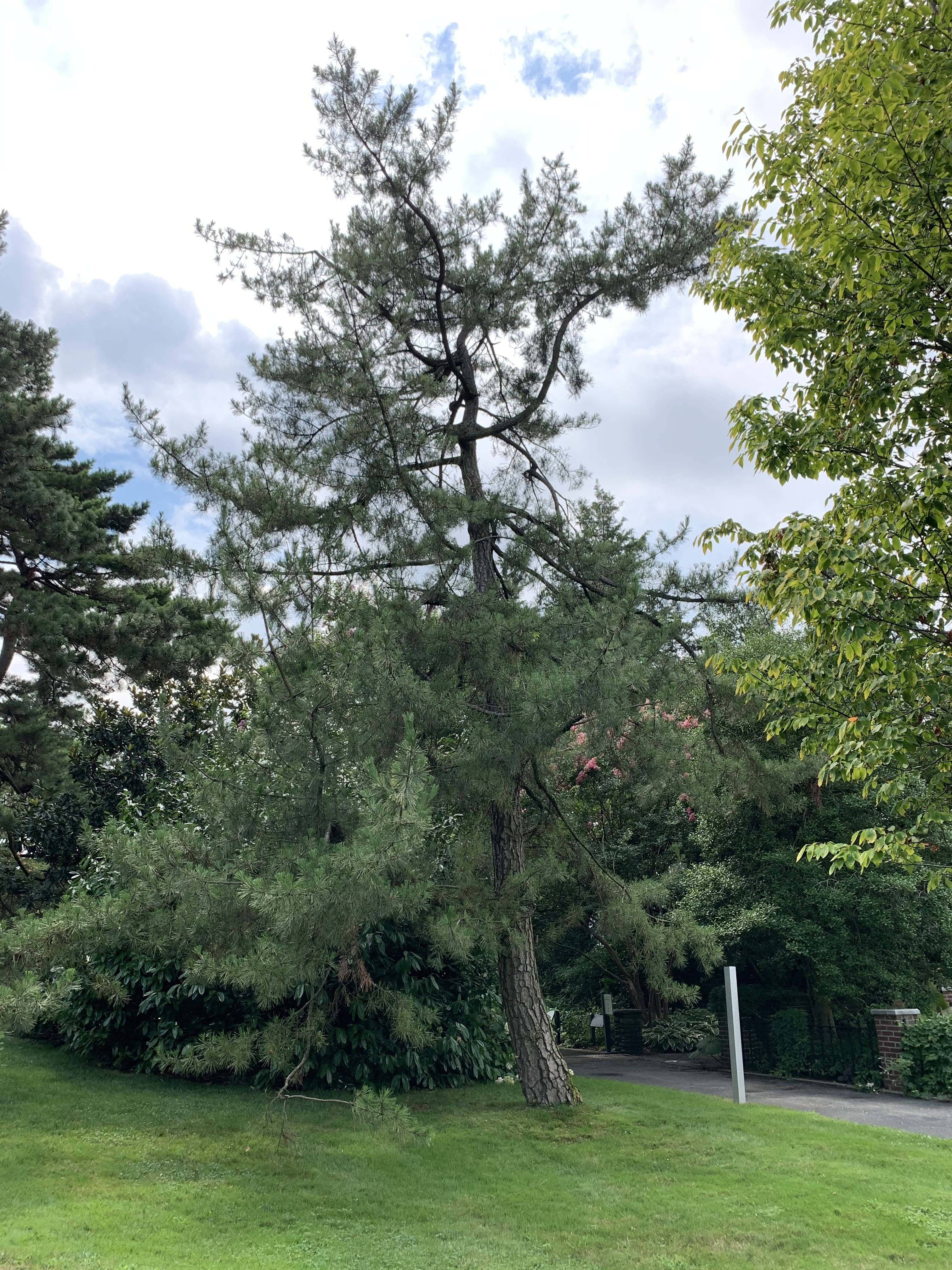 Pinus thunbergii