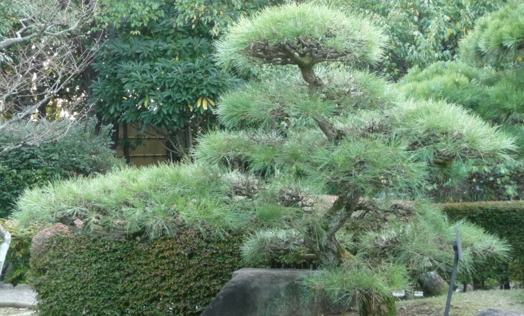 Pinus thunbergii