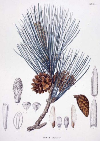 Pinus thunbergii