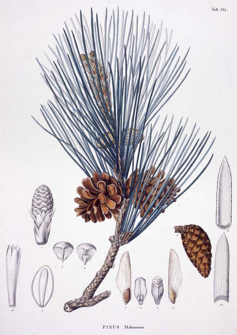 Pinus thunbergii
