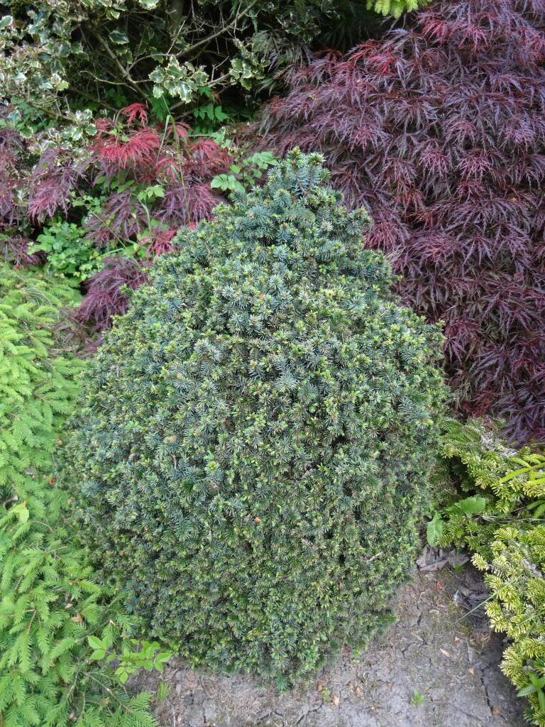 Picea sitchensis 