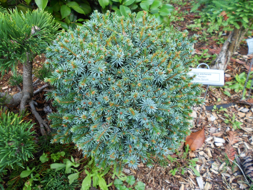 Picea sitchensis 