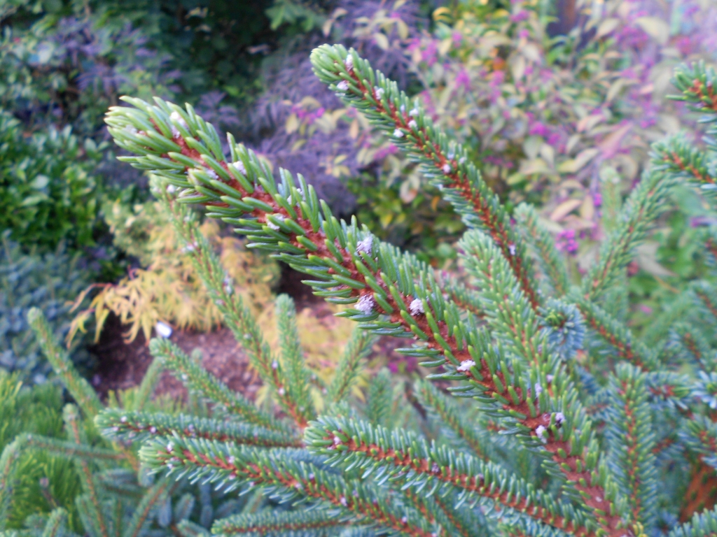 Picea glehnii 