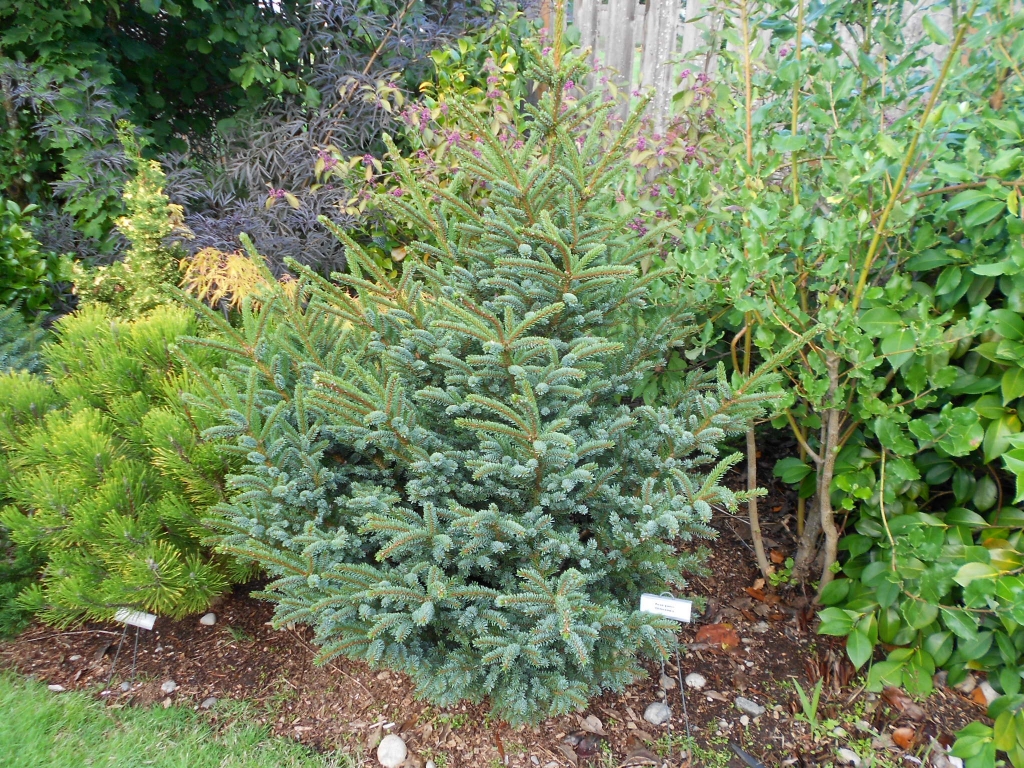 Picea glehnii 