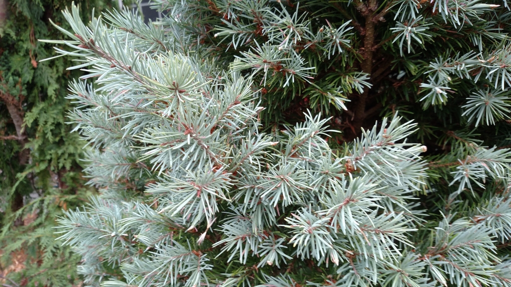 Pseudotsuga menziesii 