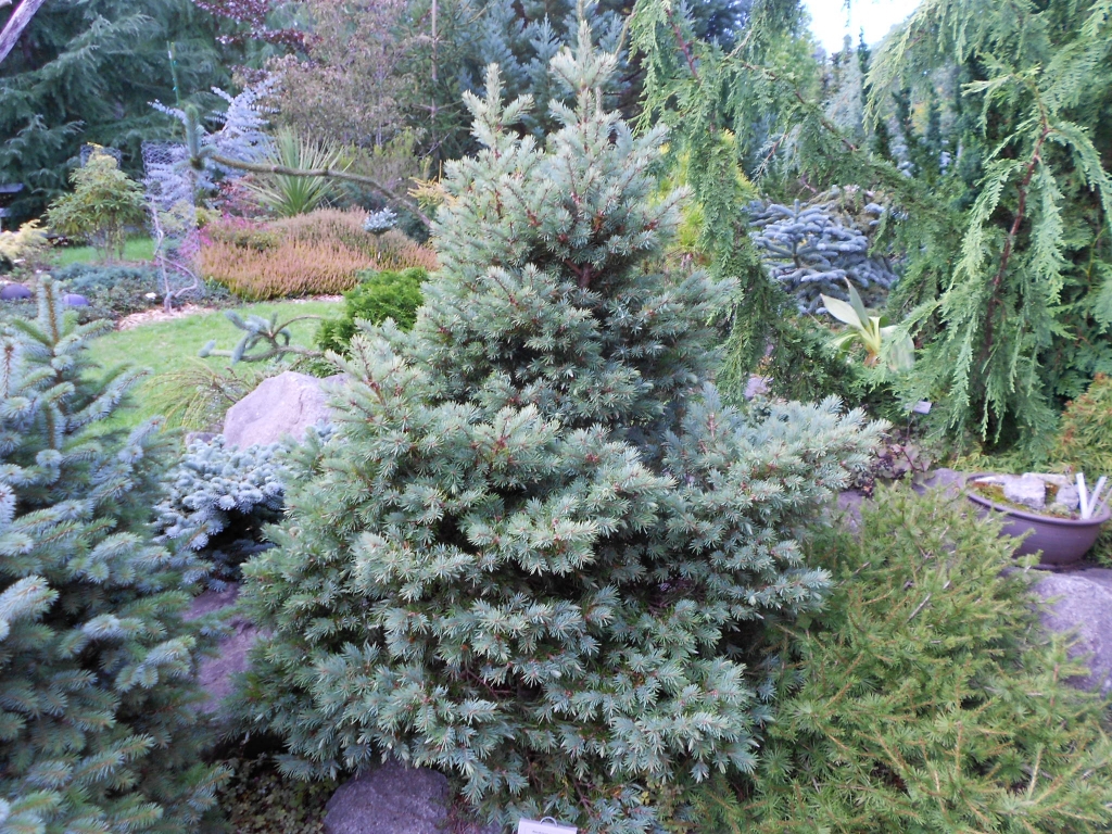 Pseudotsuga menziesii 