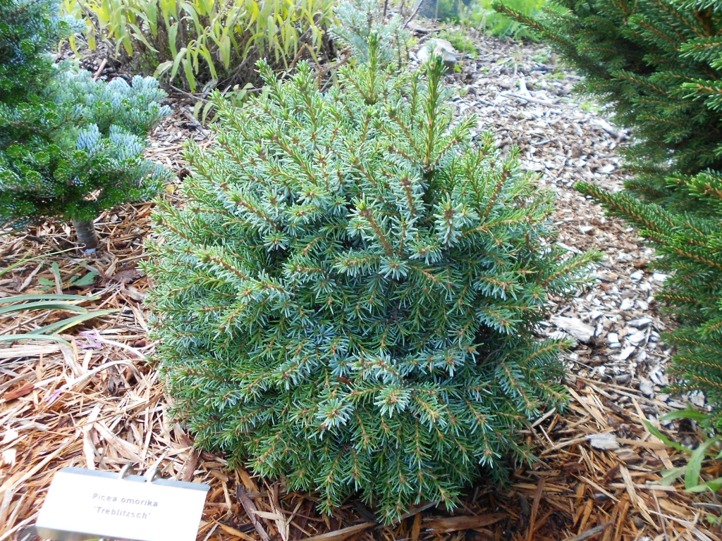 Picea omorika 