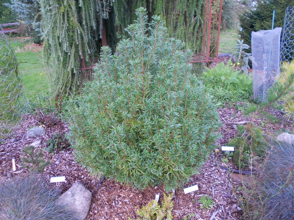 Pinus strobus 