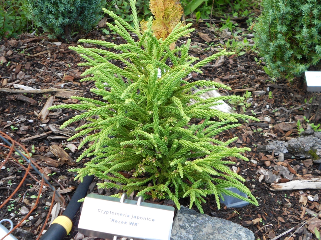 Cryptomeria japonica 