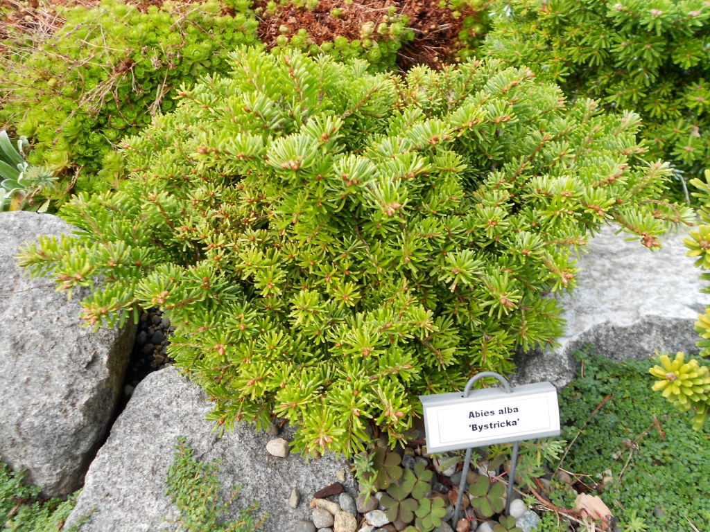 Abies alba 