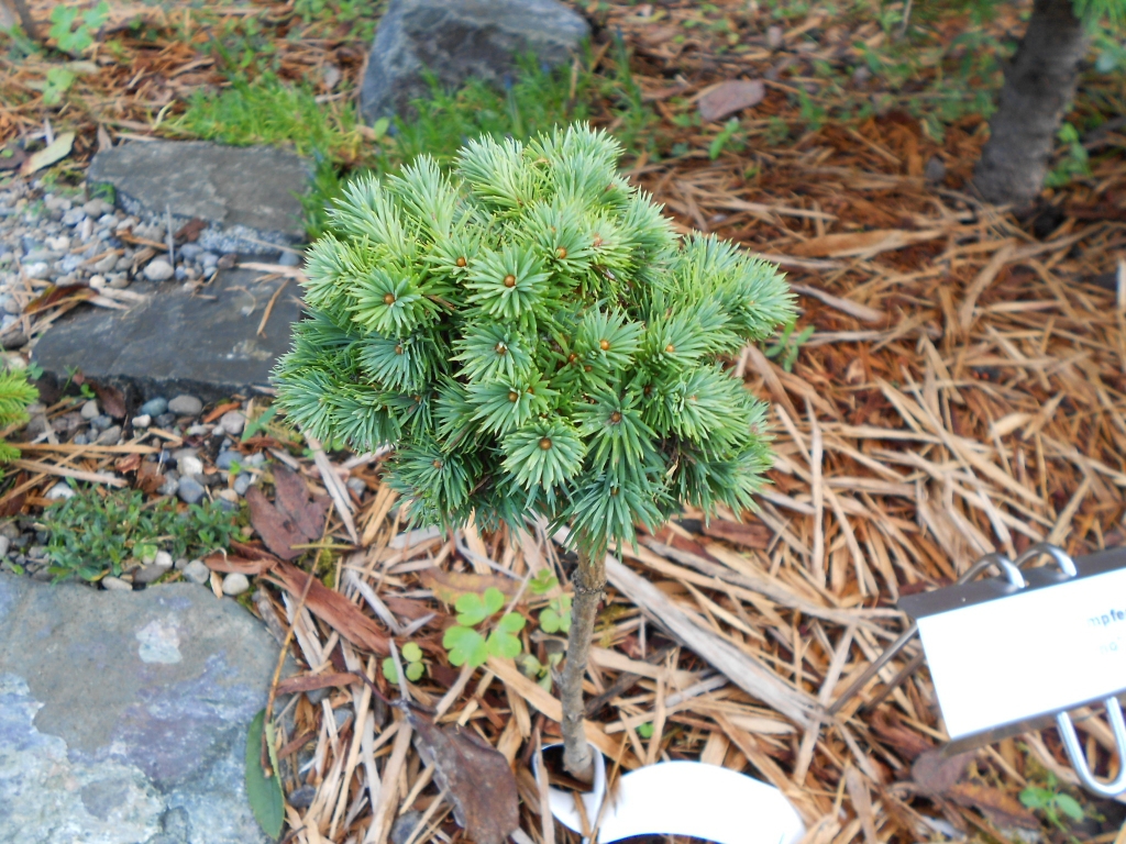 Larix kaempferi 