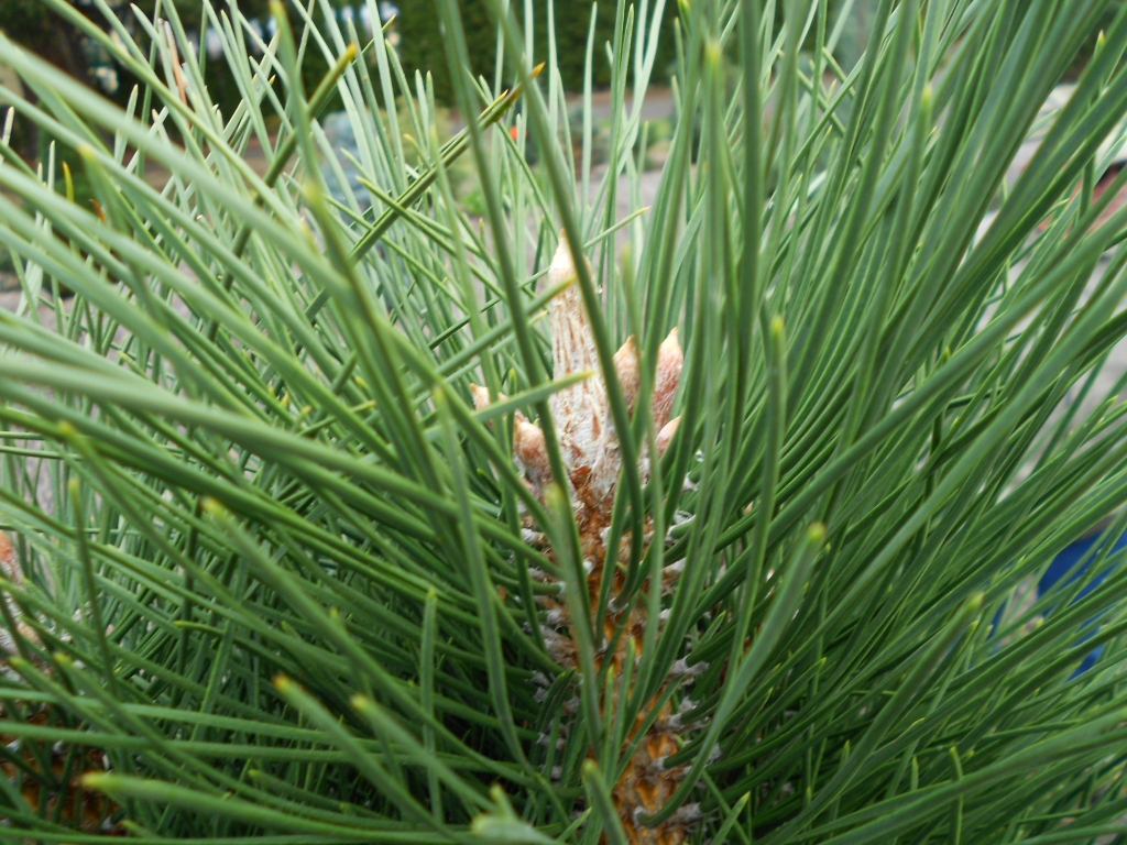 Pinus nigra 