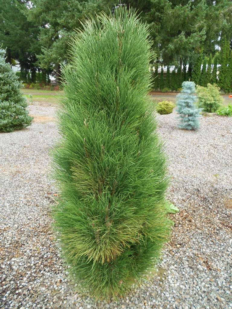 Pinus nigra 
