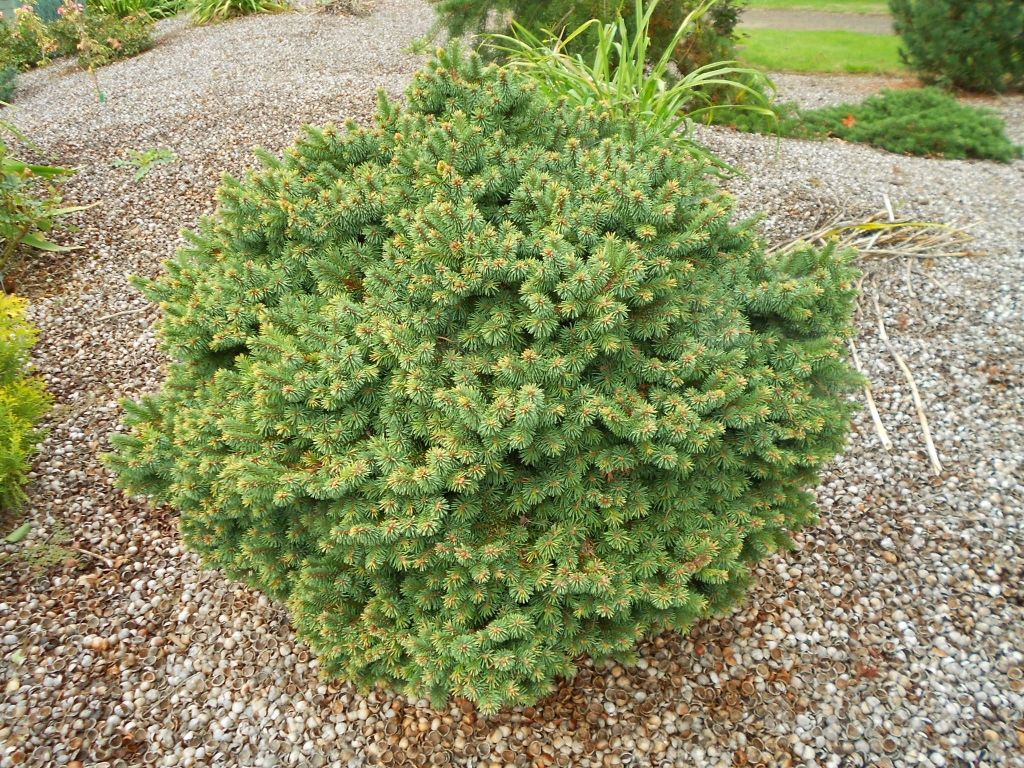 Picea abies 