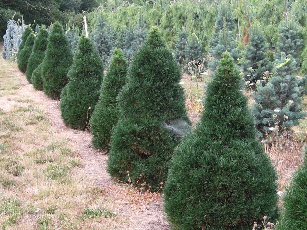 Pinus sylvestris 