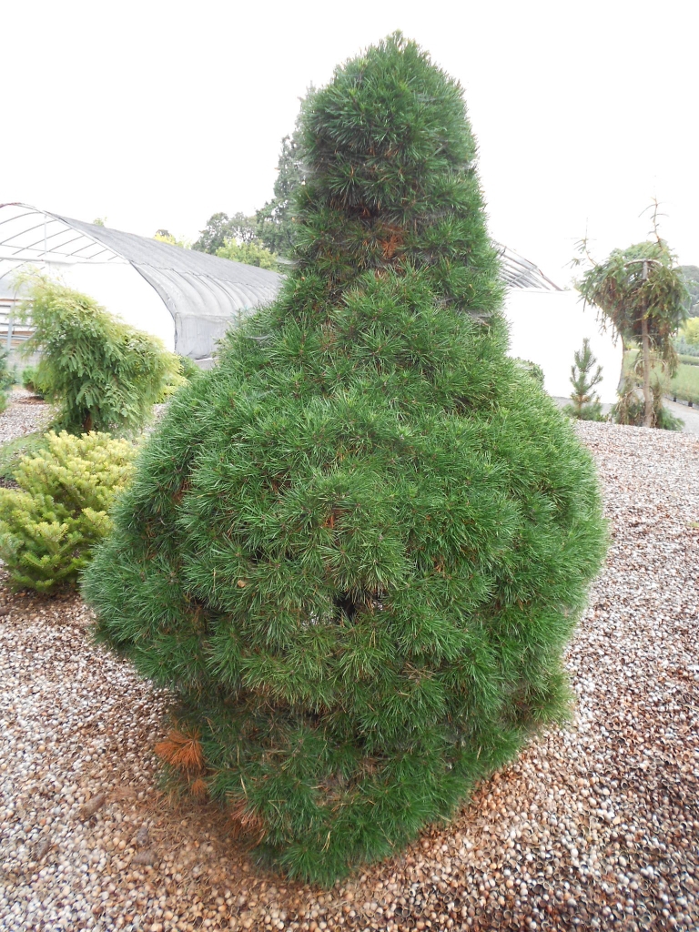 Pinus sylvestris 