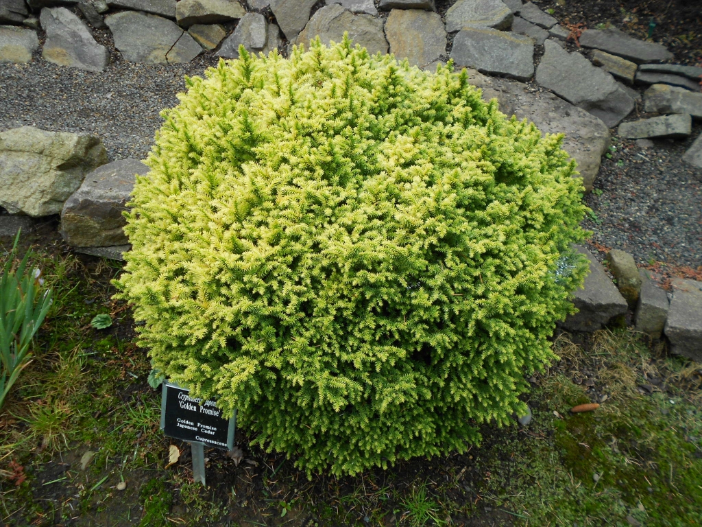 Cryptomeria japonica 