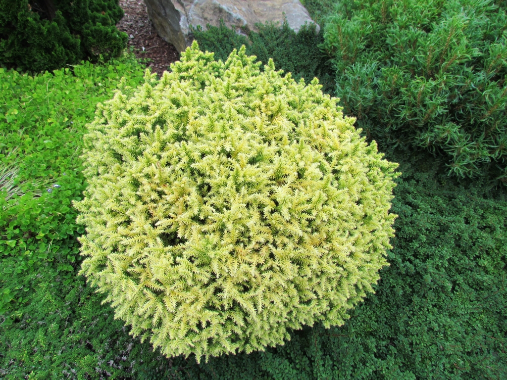 Cryptomeria japonica 