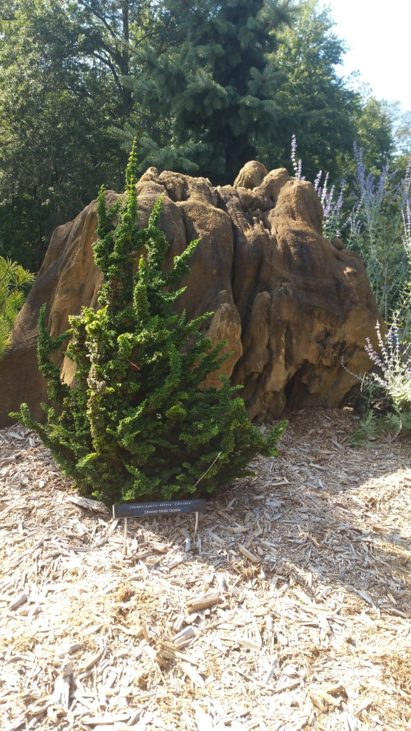 Chamaecyparis obtusa 
