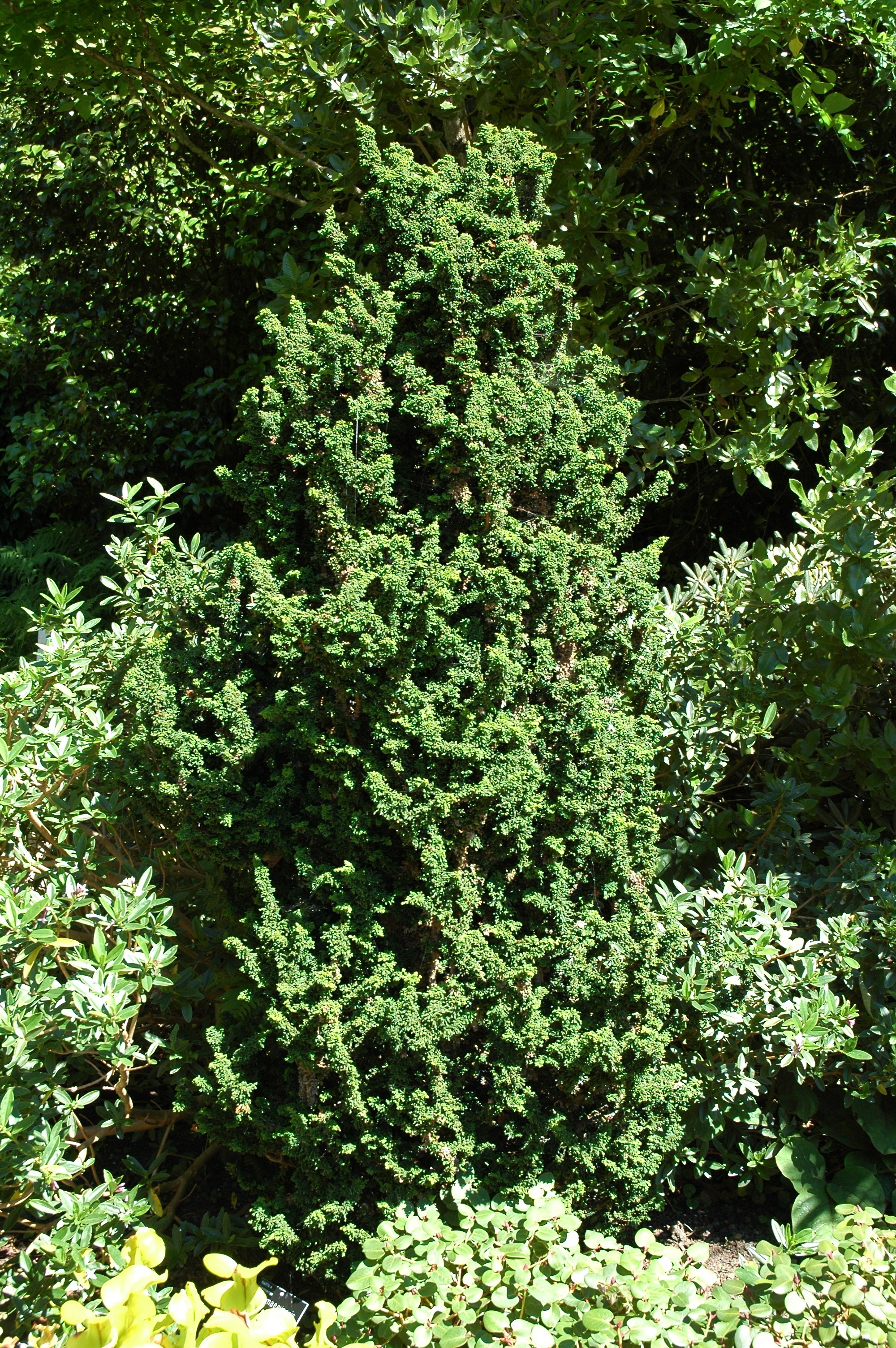 Chamaecyparis obtusa 