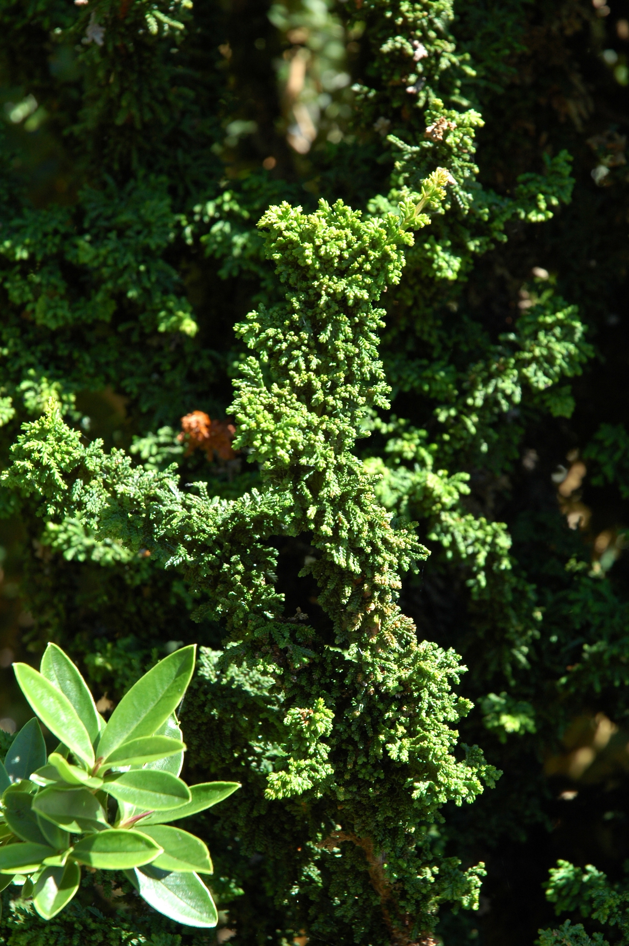 Chamaecyparis obtusa 