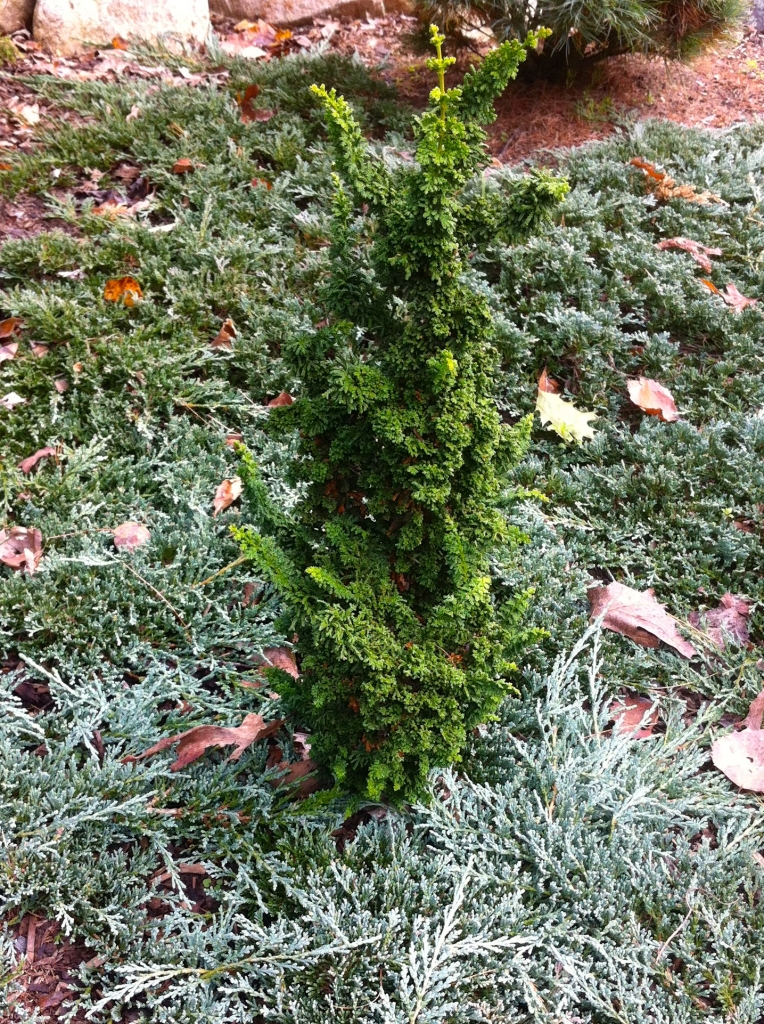 Chamaecyparis obtusa 