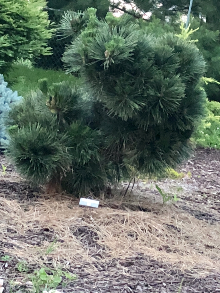 Pinus thunbergii 