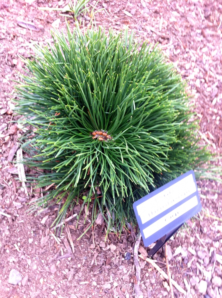 Pinus thunbergii 